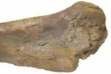 Fossil Hadrosaur (Edmontosaurus) Femur - South Dakota #211084-8